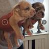 ONE OF A KIND BULLY PUPS FOR SALE