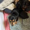 For sale Beautiful Dachshund pups 7 weeks full blooded
