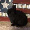 Netherland Dwarf 