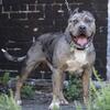 American Bully XL Stud