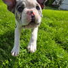 CHOSEN!!  Frenchton Boy - Gelato, Blue Merle