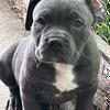 Blue nose razors edge/bully pups 