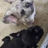 4 month old French bulldog puppy's 
