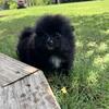 Pomeranian Puppies