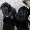 Puppies for sale