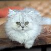 Dearheart Shaded Silver Persian Kittens