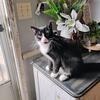 Yoda  kitty needs a home