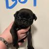 Black pug puppies 