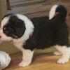 Great Bernese Puppies 2nd Generation For Sale In Colorado