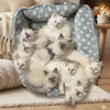 Ragdoll Kittens (Males & Females) for sale 