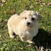 Maltipoo puppies for sale in Michigan at wrennspuppies.com