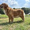 Adult female golden retriever 