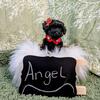 Tiny Yorkipoo female / Angel 