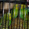Year old Parakeets For Sale