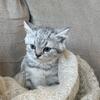 Boy Scottish fold kitten 