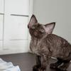 Devon Rex kitten