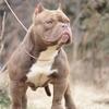 American Bully Micro Stud