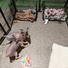 Health Tested American Hairless Terriers