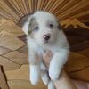 AKC registered Australian Shepherd pups