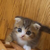 Adorable Scottish Fold Kittens Looking for a Loving Home! 🐾