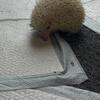 2 Hedgehogs For Sale