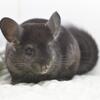 3.5 Month Old Dark Ebony Male Chinchilla Kit (baby) -- super sweet boy! 