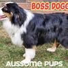 AKC OFA & DNA tested Standard Australian Shepherd Male Stud Service