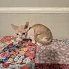 male devon rex  ziggies red & white