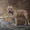 4 Year Old, Male, American Bully 