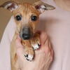 Italian greyhound puppy