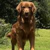 AKC/OFA Dark/Red Golden Retriever Stud