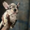 Female French bulldog