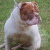 AMERICAN BULLDOG 