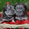 Twinkle Visual Fluffy French Bulldog ( Delivery Available)