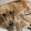 !!! Creamy Golden Retriever Puppies !!!