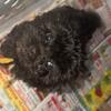 Shih tzu poodle mix puppies 