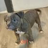 American Bully puppies