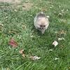 AKC Pomeranian male