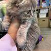 Scottishfold dwarfs