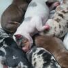 Tri Merle pups