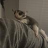 Lineaged female sugar glider 