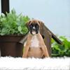 Male Boxer Puppy