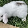 Holland lops bunnies / Rabbits 