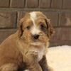 Dixie is a female Cockapoo born on February 22nd 2025, and ready for a home on or after April 19th 2025.