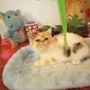 She Has Been Placed IN a good Home! CFA Reg Exotic Shorthair Calico Female!