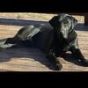 AKC Labrador Retriever Puppies 