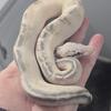 Ball pythons