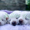 West Highland White Terriers 
