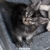 Maine Coon Kittens