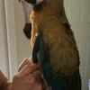 Catalina/Shamrock Macaw Baby